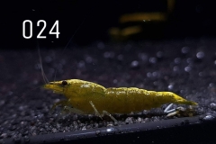 IMG_8275-1030x773 IMG_8275-1030x773