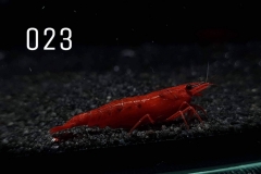 IMG_8276-1030x773 IMG_8276-1030x773