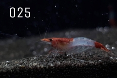 IMG_8277-1030x773 IMG_8277-1030x773