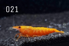 IMG_8278-1030x773 IMG_8278-1030x773