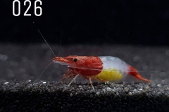 IMG_8279-1030x773 IMG_8279-1030x773