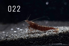 IMG_8281-1030x773 IMG_8281-1030x773