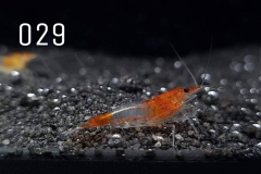 IMG_8282-1030x773 IMG_8282-1030x773