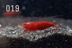 IMG_8283-1030x773 IMG_8283-1030x773