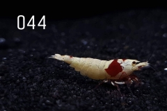 IMG_8284-1030x773 IMG_8284-1030x773