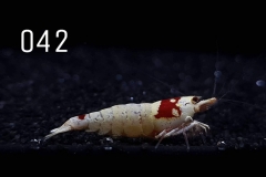 IMG_8286-1030x773 IMG_8286-1030x773