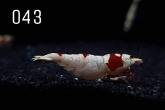 IMG_8287-1030x773 IMG_8287-1030x773