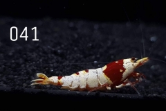 IMG_8288-1030x773 IMG_8288-1030x773