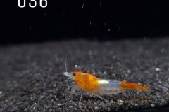 IMG_8290-1030x773 IMG_8290-1030x773