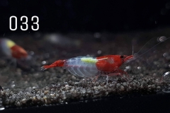 IMG_8295-1030x773 IMG_8295-1030x773