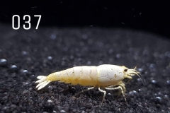 IMG_8296-1030x773 IMG_8296-1030x773