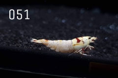 IMG_8298-1030x773 IMG_8298-1030x773