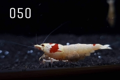 IMG_8299-1030x773 IMG_8299-1030x773