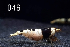 IMG_8300-1030x773 IMG_8300-1030x773