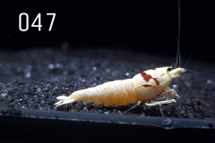 IMG_8301-1030x773 IMG_8301-1030x773