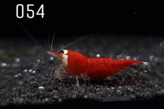 IMG_8302-1030x773 IMG_8302-1030x773