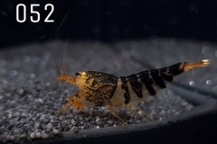 IMG_8303-1030x773 IMG_8303-1030x773