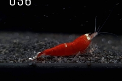 IMG_8304-1030x773 IMG_8304-1030x773