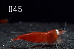 IMG_8305-1030x773 IMG_8305-1030x773