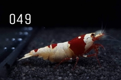 IMG_8306-1030x773 IMG_8306-1030x773