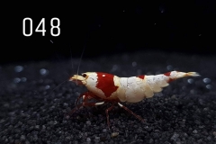 IMG_8307-1030x773 IMG_8307-1030x773