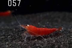 IMG_8308-1030x773 IMG_8308-1030x773