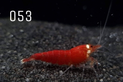 IMG_8309-1030x773 IMG_8309-1030x773