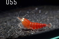 IMG_8310-1030x773 IMG_8310-1030x773