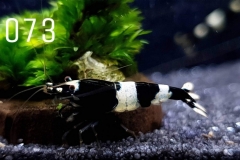 IMG_8316-1030x580 IMG_8316-1030x580