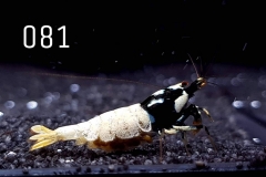 IMG_8317-1030x773 IMG_8317-1030x773