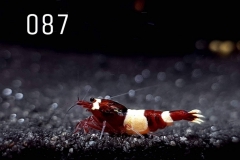 IMG_8318-1030x773 IMG_8318-1030x773