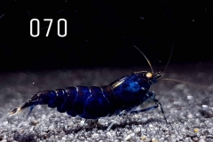 IMG_8323-1030x773 IMG_8323-1030x773