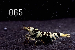 IMG_8327-1030x773 IMG_8327-1030x773