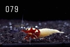 IMG_8329-1030x773 IMG_8329-1030x773