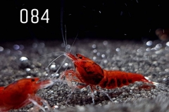 IMG_8330-1030x773 IMG_8330-1030x773