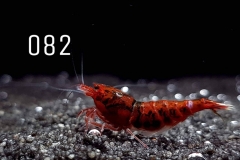 IMG_8331-1030x773 IMG_8331-1030x773