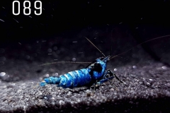 IMG_8333-1030x773 IMG_8333-1030x773