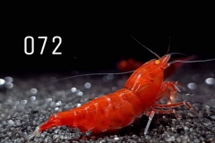 IMG_8334-1030x773 IMG_8334-1030x773