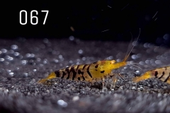 IMG_8335-1030x773 IMG_8335-1030x773