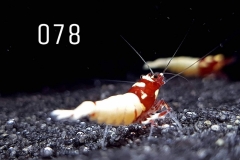 IMG_8336-1030x773 IMG_8336-1030x773