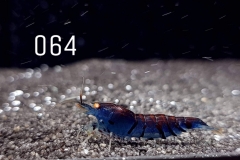 IMG_8337-1030x773 IMG_8337-1030x773