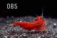 IMG_8338-1030x773 IMG_8338-1030x773