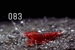 IMG_8339-1030x773 IMG_8339-1030x773