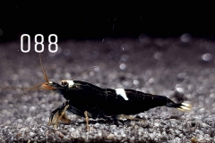 IMG_8340-1030x773 IMG_8340-1030x773