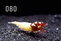 IMG_8341-1030x773 IMG_8341-1030x773