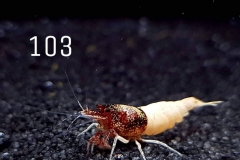 IMG_8346-1030x773 IMG_8346-1030x773