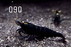 IMG_8358-1030x773 IMG_8358-1030x773