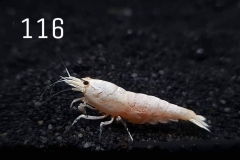 IMG_8361-1030x773 IMG_8361-1030x773