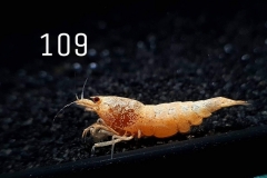 IMG_8363-1030x773 IMG_8363-1030x773