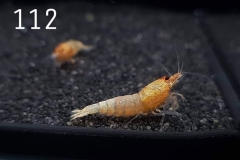 IMG_8365-1030x773 IMG_8365-1030x773